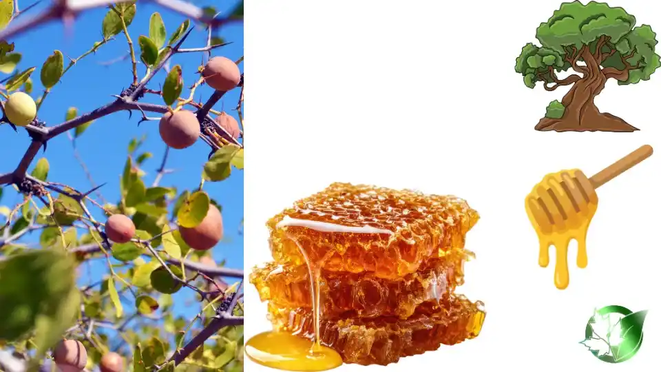 Wholesale packaging for Sidr Honey can be planned for grocery retail, commercial kitchens, own-label, or processing distribution.